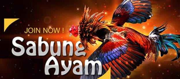 sabung ayam