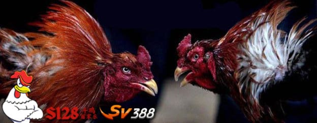 Judi sabung ayam online terbaik s128 vs sv388