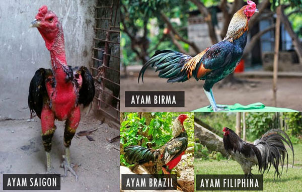 Jenis ayam dalam permainan sabung ayam