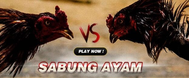 Sabung Ayam SBOBET